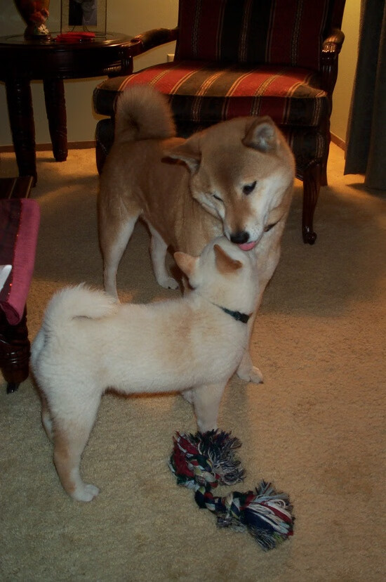 北欧神话终结枫叶传奇，伊布关键一击，瑞典终结加拿大不败金梦