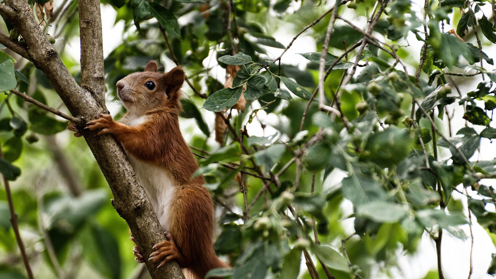 凯恩用实力证明自己,塞维利亚终结摩洛哥—当个人英雄主义与团队荣耀交织的足球之夜
